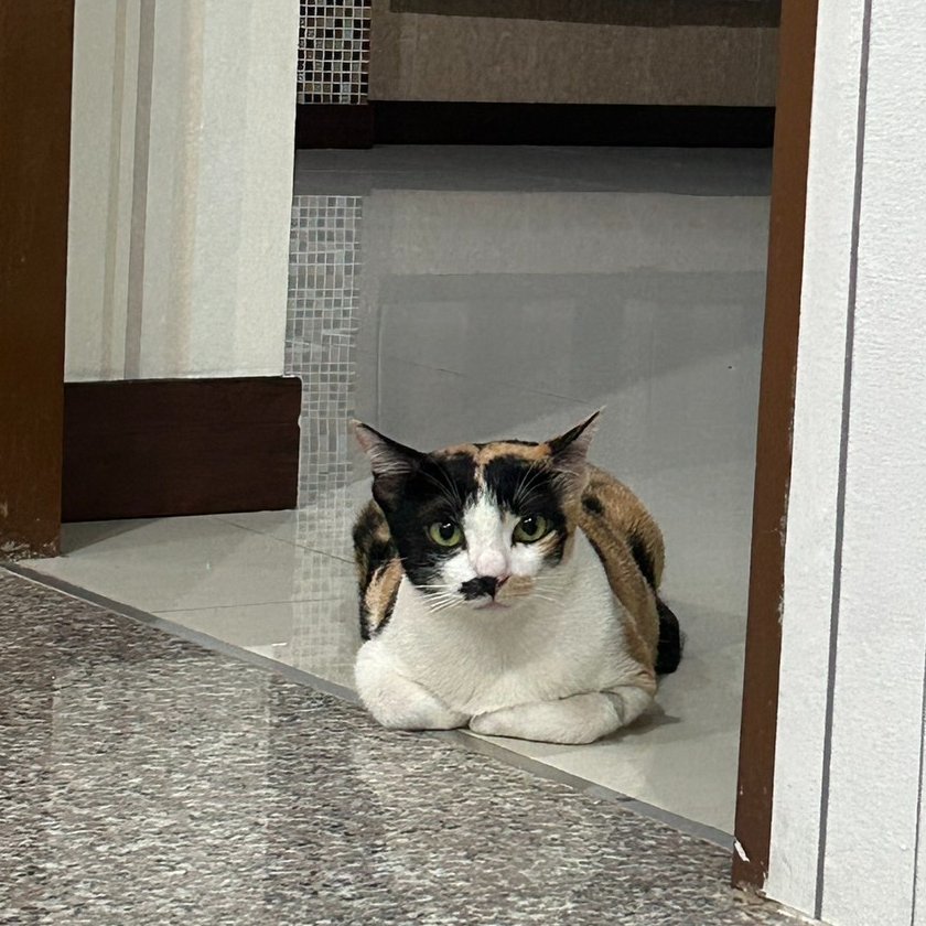 MaewHelpMaew's tweet image. หลังจากมะปรางย้ายบ้านไปประมาณ 1 เดือน 
.... ความรักหน้าตาประมาณนี้นี่เอง ....
(เริ่มอยากเปิดใจแล้วใช่ไหม)

ขอบคุณครอบครัวที่ให้โอกาสแล้วน่ารักๆตัวนึงได้มีบ้านที่อบอุ่นนะคะ 

#ทาสแมว #แมวโตหาบ้าน #แมวจร #แมวสามสี