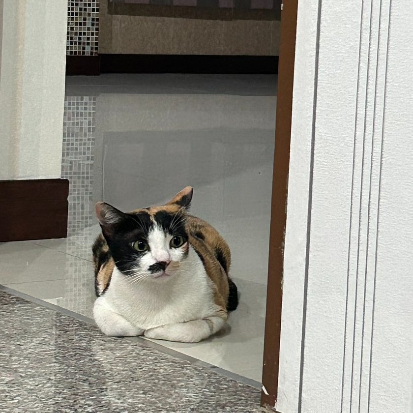 MaewHelpMaew's tweet image. หลังจากมะปรางย้ายบ้านไปประมาณ 1 เดือน 
.... ความรักหน้าตาประมาณนี้นี่เอง ....
(เริ่มอยากเปิดใจแล้วใช่ไหม)

ขอบคุณครอบครัวที่ให้โอกาสแล้วน่ารักๆตัวนึงได้มีบ้านที่อบอุ่นนะคะ 

#ทาสแมว #แมวโตหาบ้าน #แมวจร #แมวสามสี