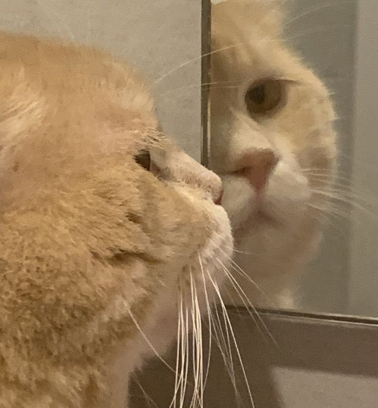 stillfourcats's tweet image. 굿모닝 곤주들..💛
무지성 알티 인용이 우리 모두를 정직원으로 델따 준다는 것을 이잰 잘 알고 잇지요? 오늘도 가보쟈앙!!!!!!!