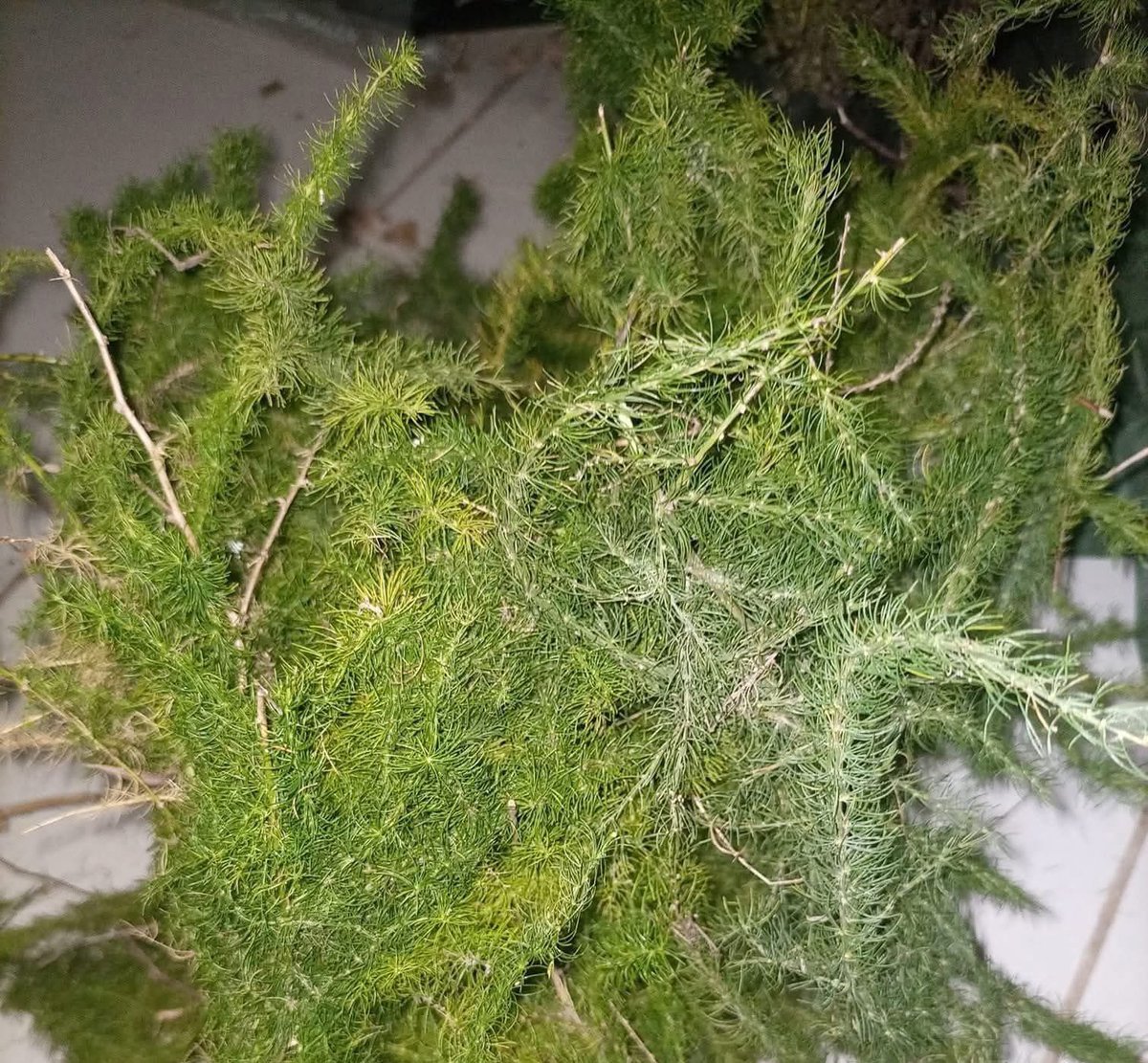 MKIA WA FISI.

Ukisikia mkia wa fisi basi ndo huu pichani hii ni dawa kubwa sana  na Ina kazi nyingi na hizi ndo kazi zake bahadhi  huu mmea una miba miba 

1. Majani yake ukiponda ukioga ni dawa kubwa ya kuondoa nuksi hii dawa ni hatari sana 

2. Ukiwa unaumwa macho hata kama