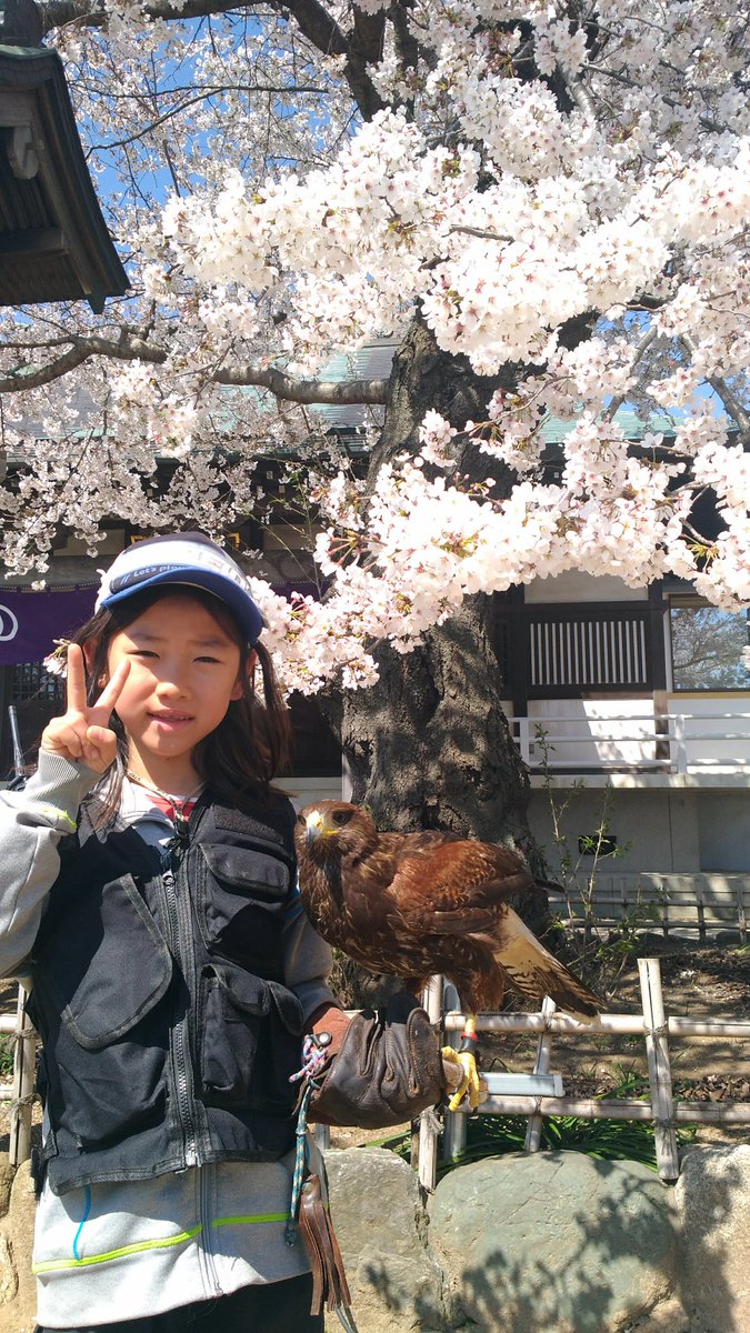 鷹の庵 4/11 千葉県柏市 「道の駅しょうなん」 鷹匠体験+フライトショー tweet media