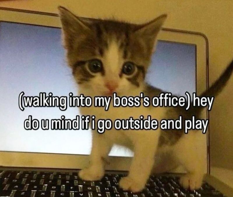 literallymecats's tweet photo. https://t.co/blygDVA8zw