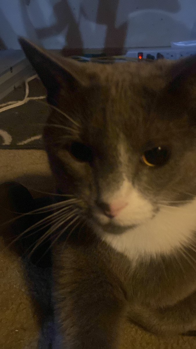 Bro fuck our dumbass cats ruining sex cause of my BAD ADHD