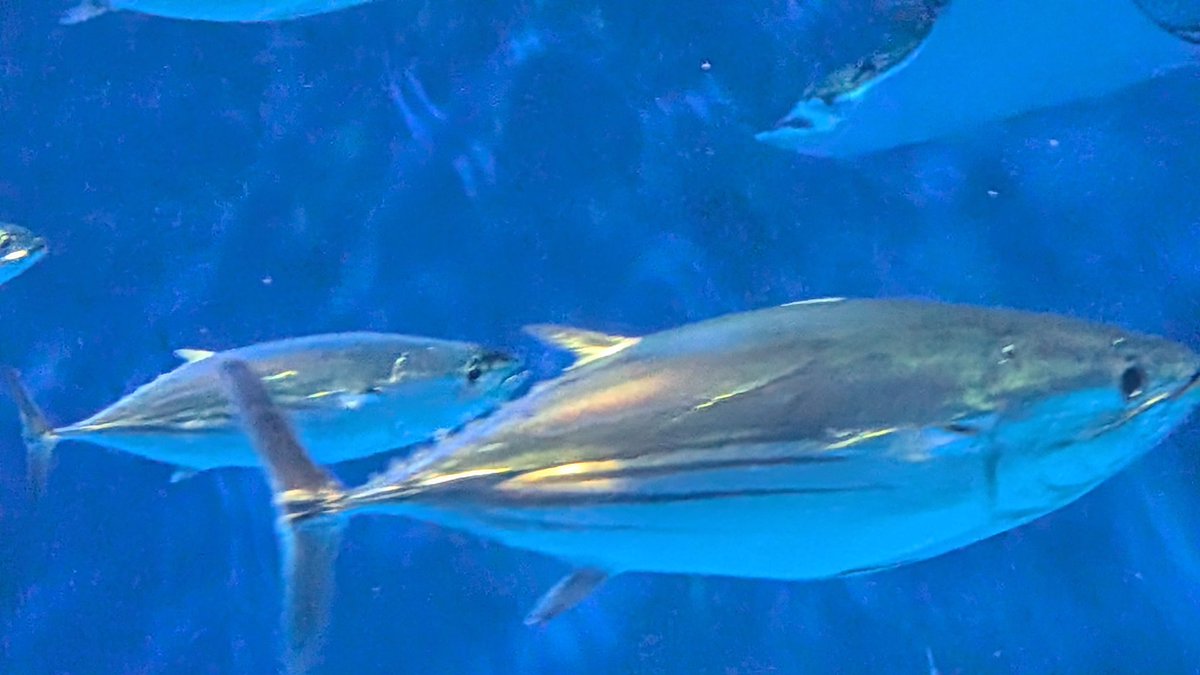 Isurus1810's tweet photo. 鹿児島水族館なう https://t.co/6HXycGlj9o