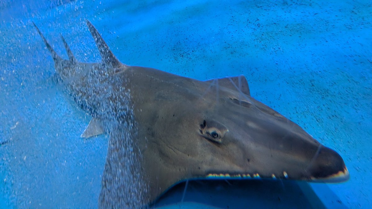 Isurus1810's tweet photo. 鹿児島水族館なう https://t.co/6HXycGlj9o