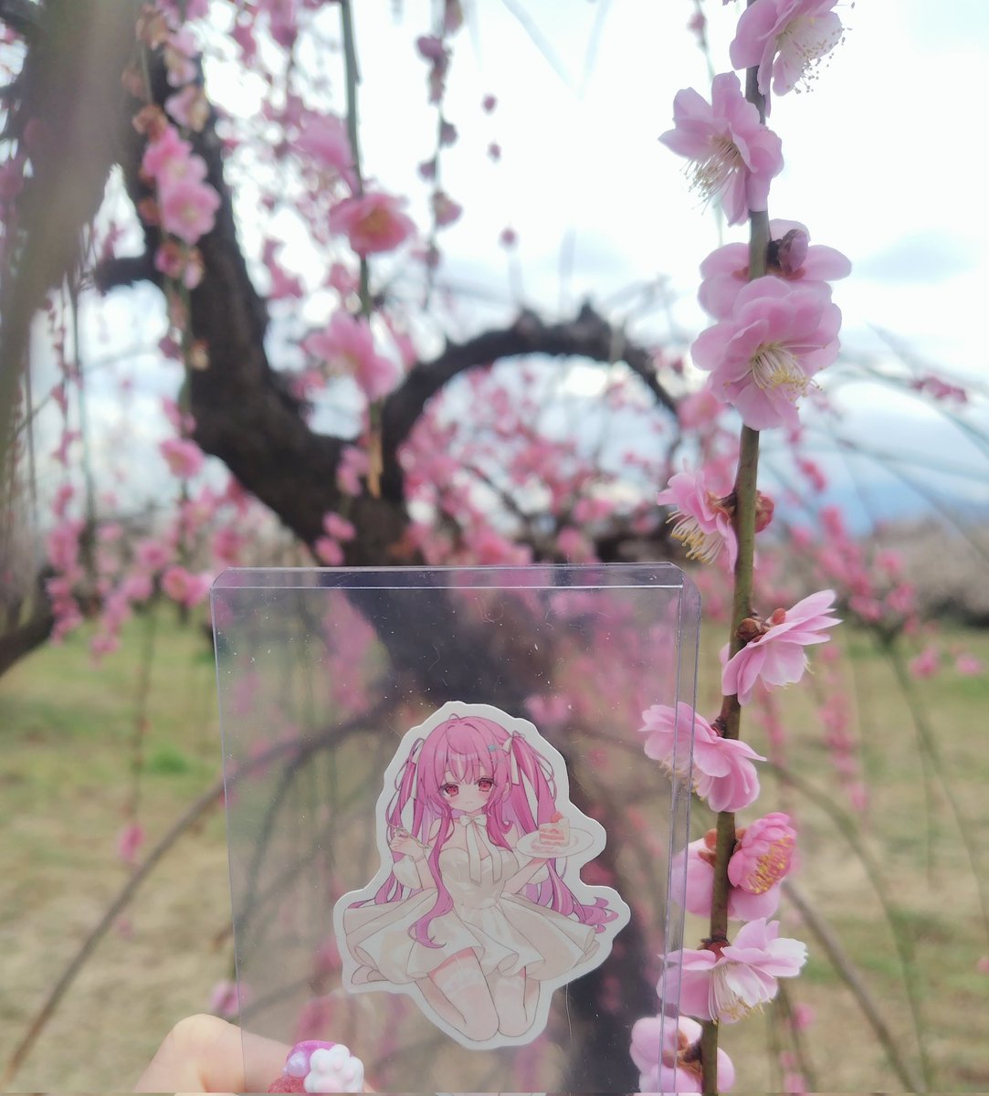 夕凪🍅@限界推し活バーサーカー tweet media