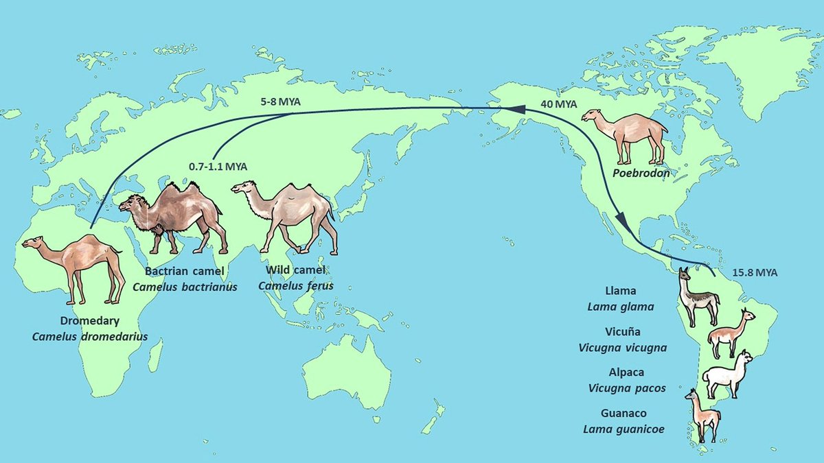 CAMÉLIDOS
Evolución y dispersión de los camélidos (Camelidae) desde su aparición en el Eoceno de Norteamérica
#Cenozoico #Mamiferos #Evolucion