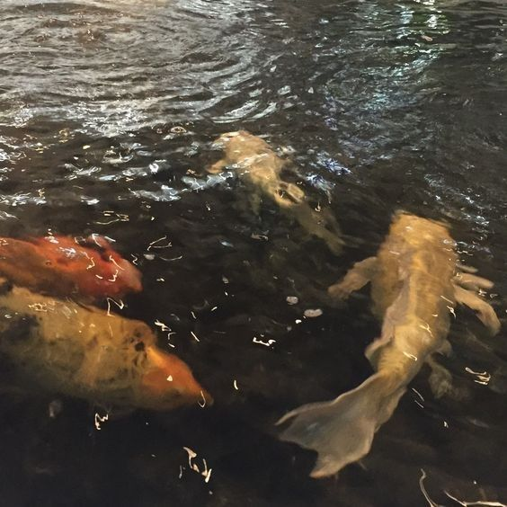 comfy_troubles's tweet image. moot hunt
she ノher   
۰࣪⭑ 𝓂𝓊𝓈𝒾𝒸𝒾𝒶𝓃, 𝓇𝑒𝒶𝒹𝑒𝓇
۰࣪⭑ 𝒻𝓁𝑜𝓌𝑒𝓇𝓈, 𝒶𝓇𝓉, 𝓂𝓊𝓁𝓉𝒾 𝒻𝒶𝓃𝒹𝑜𝓂
۰࣪⭑ 𝒸𝒽𝓇𝑜𝓃𝒾𝒸 𝓇𝑒𝓅𝑜𝓈𝓉𝑒𝓇
↻+♡ to be moots
#moothunting #sleeping