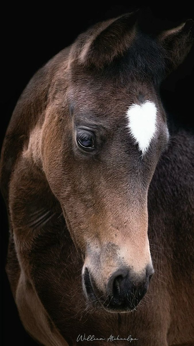 Günaydın😍🤍

Çin takvimine göre at yılı başlamış☺️