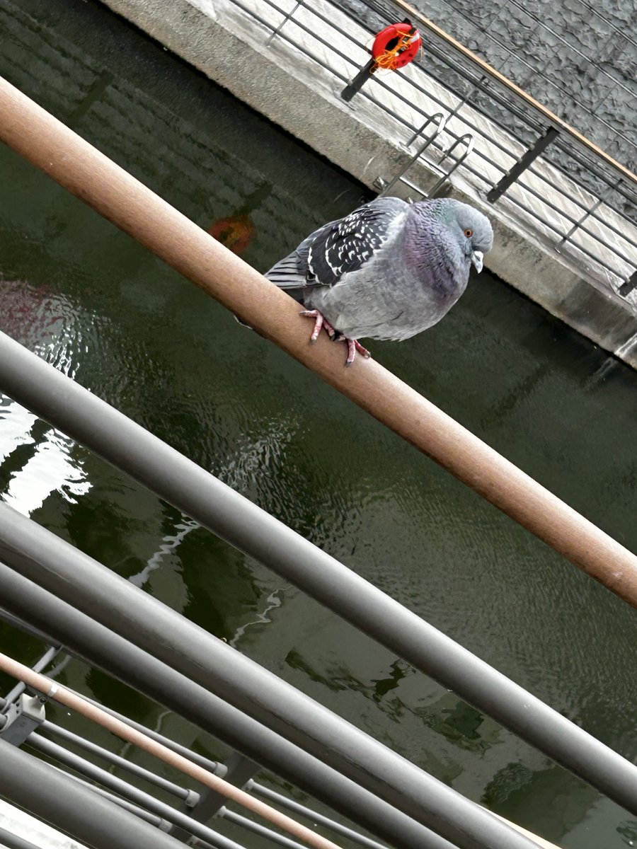 Post by ニ on X: 今日のハト