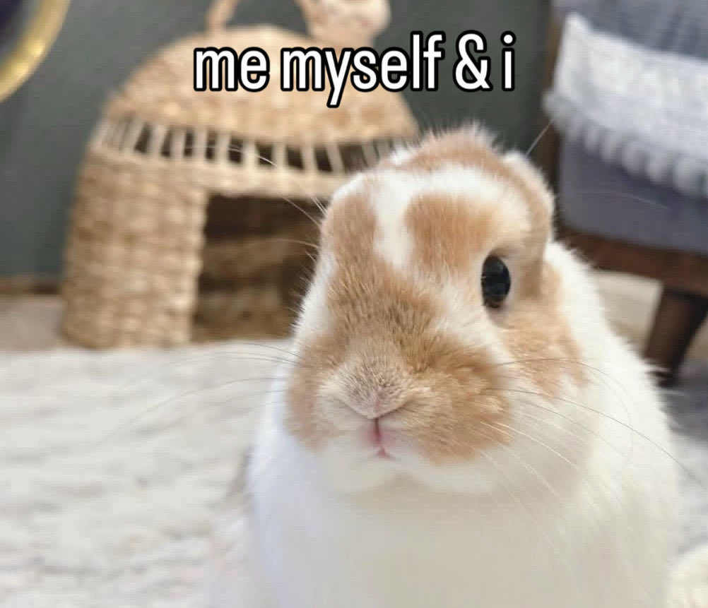 Bunnies (@bunnies) on Twitter photo 