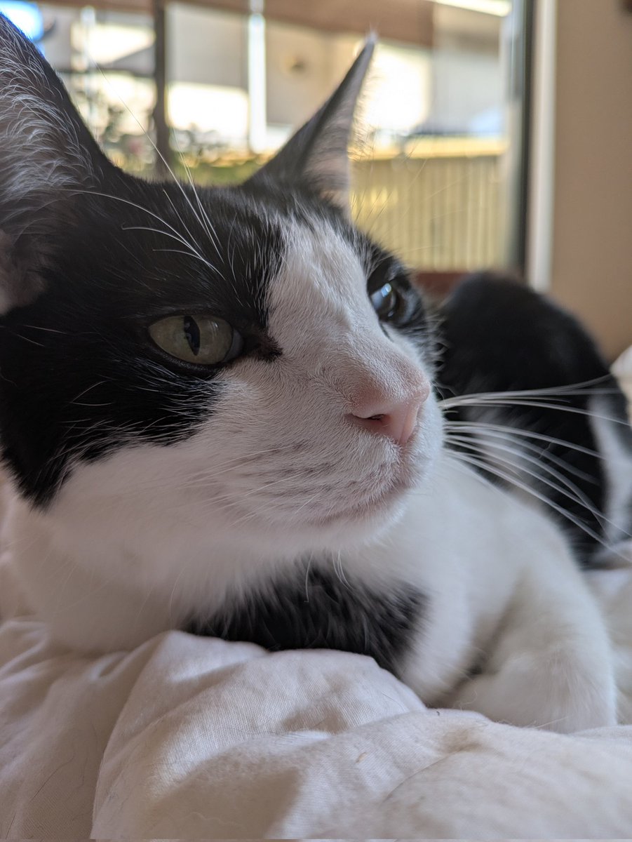 Post by yamamoguwasabi on X: ねこ