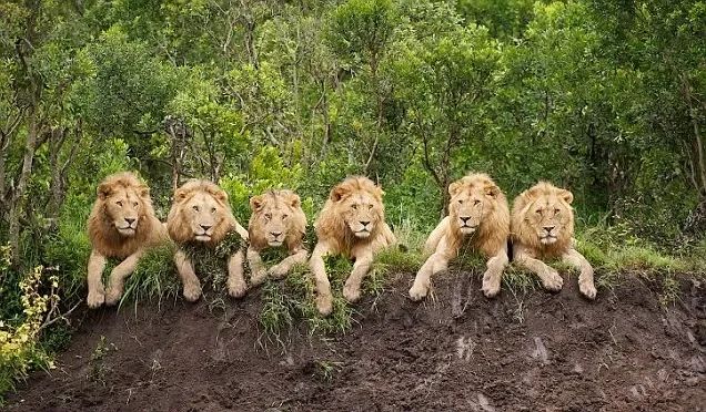 fasc1nate's tweet photo. Daniel Dolpire captured chilled out lions relaxing in African jungle. ‘I have been taking wildlife photos for over 20 years, but this has got to be my special moment,’ said Mr Dolpire.

Effortlessly cool photos: https://t.co/Pgcn2bknZu https://t.co/U3j7JinPFI