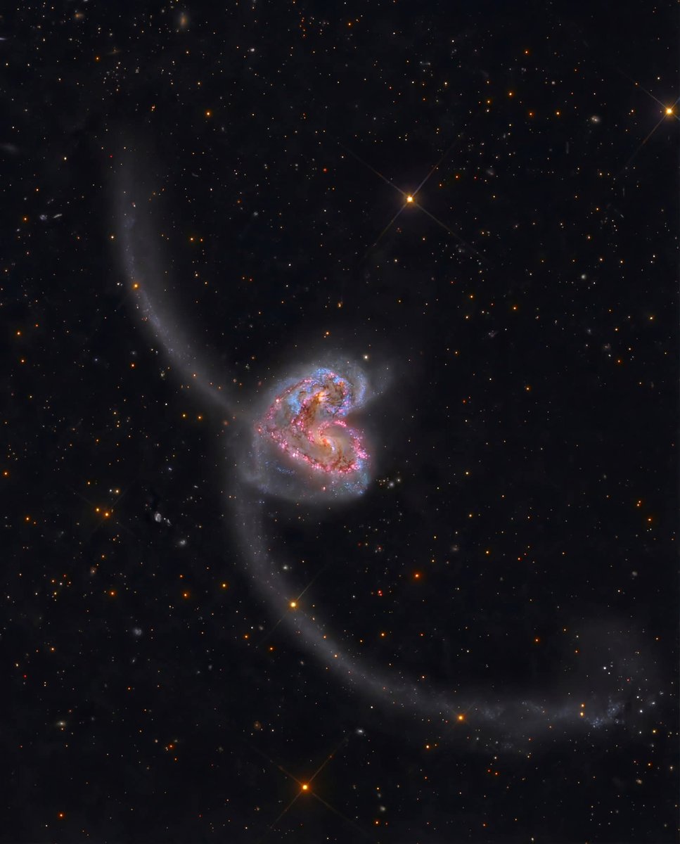 Heart-shaped on a scale that defies comprehension, the Antennae Galaxies (NGC 4038/4039) are currently locked in a violent collision 60 million light-years away.

Those glowing "curves" aren't just shapes; they are the result of hundreds of billions of stars being ripped from