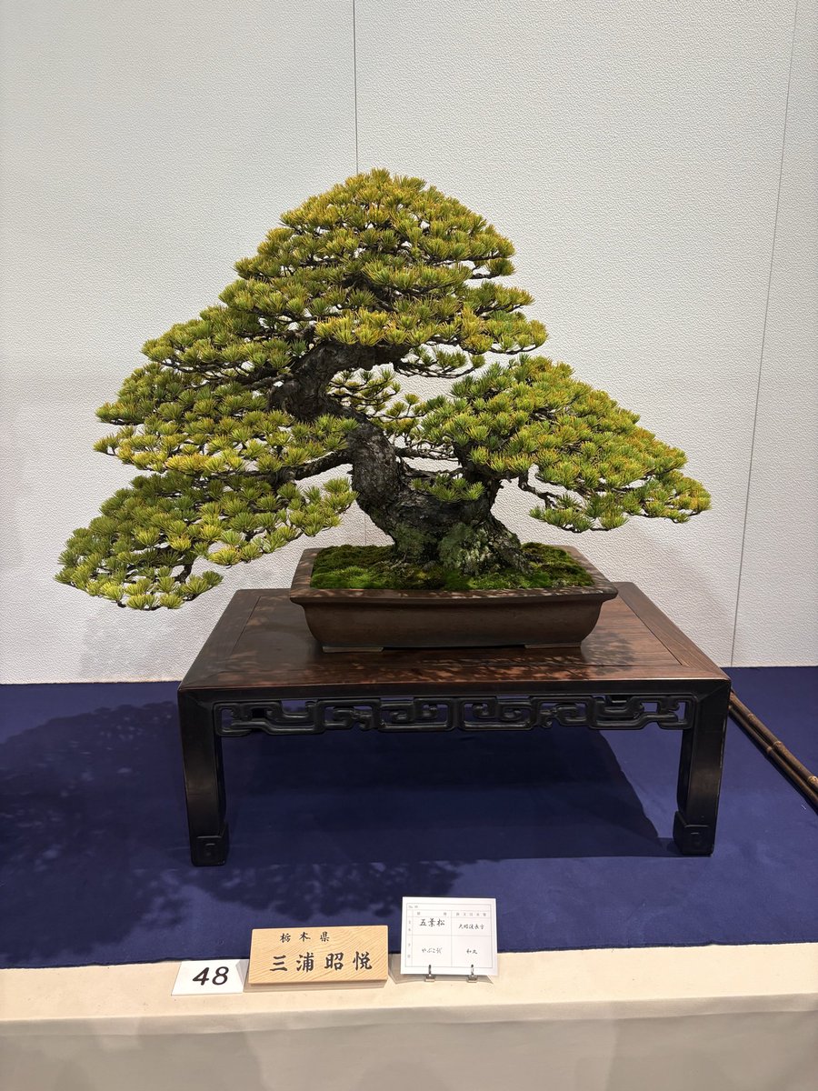 Eric_horse48's tweet photo. 国風盆栽展とてもよかった https://t.co/yzUEdvICOf