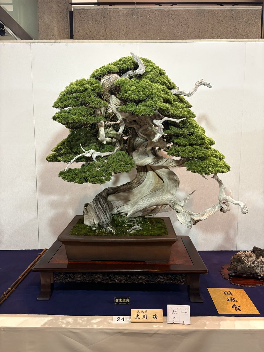 Eric_horse48's tweet photo. 国風盆栽展とてもよかった https://t.co/yzUEdvICOf