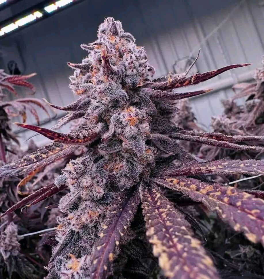 Devils letus doing well in the ⛽️ house