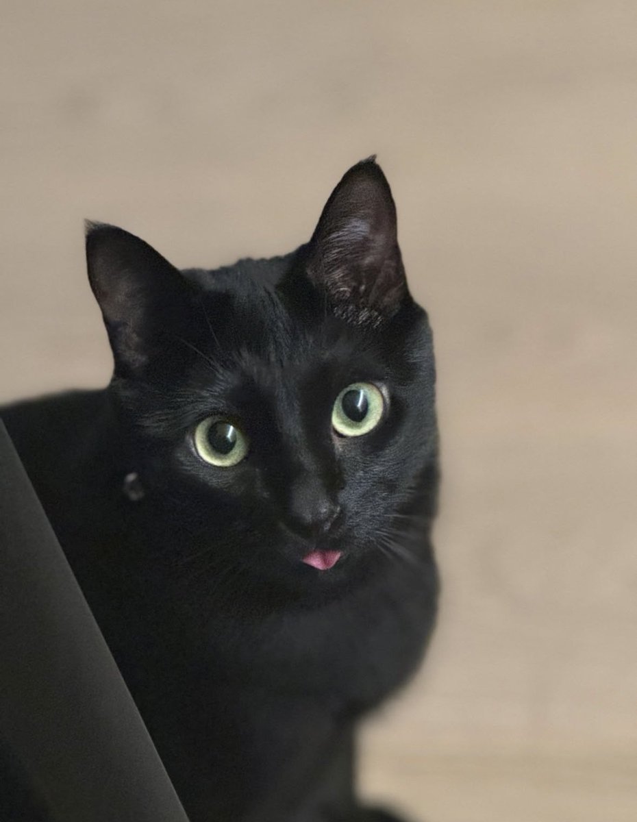 เหมือน คุณจะทำมันโดยอัตโนมัติเมื่อคุณเป็นทาสแมว