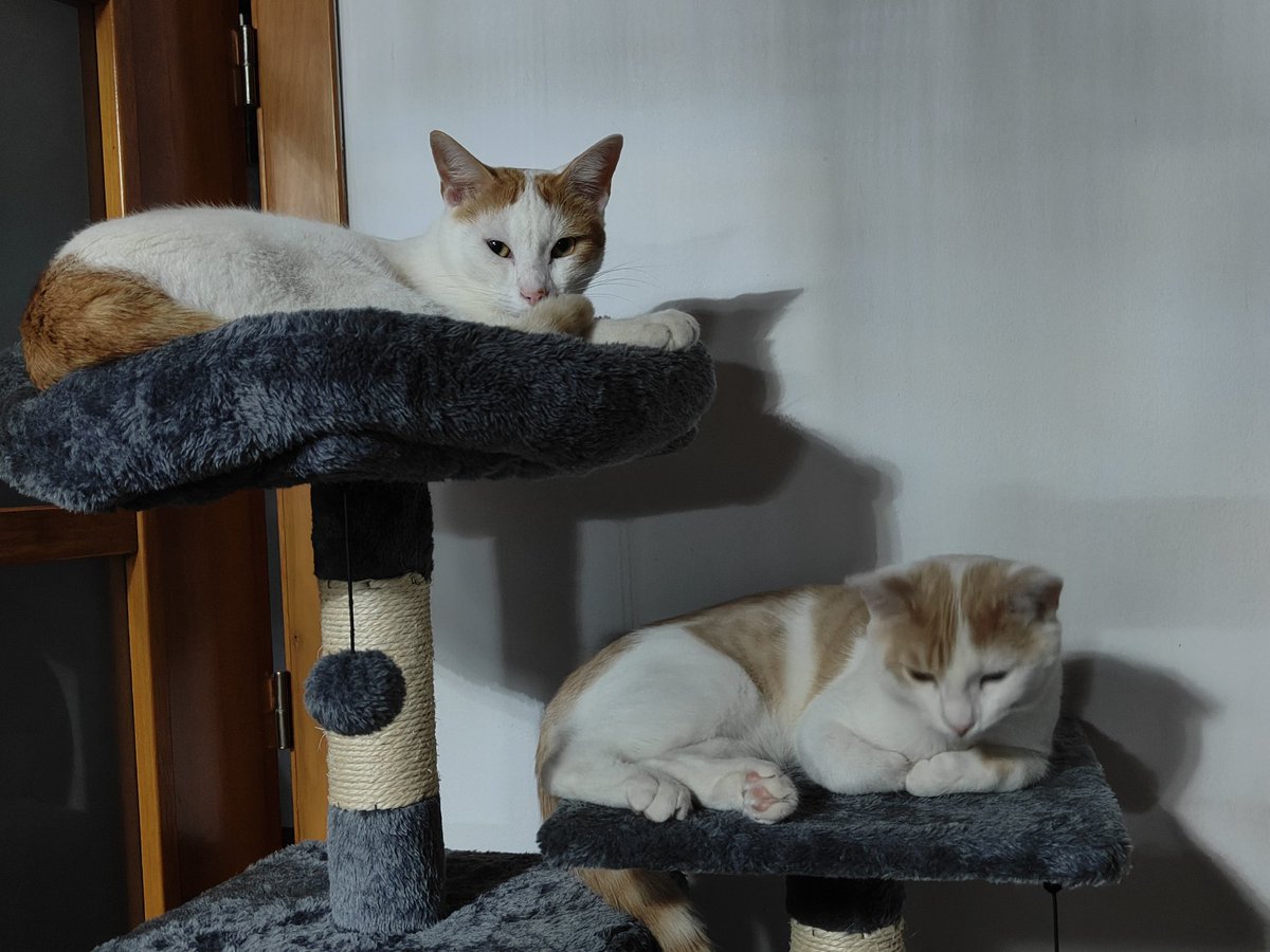 Mis peludos no se fueron de carnaval. Pero duermen como si hubieran trasnochado 😎