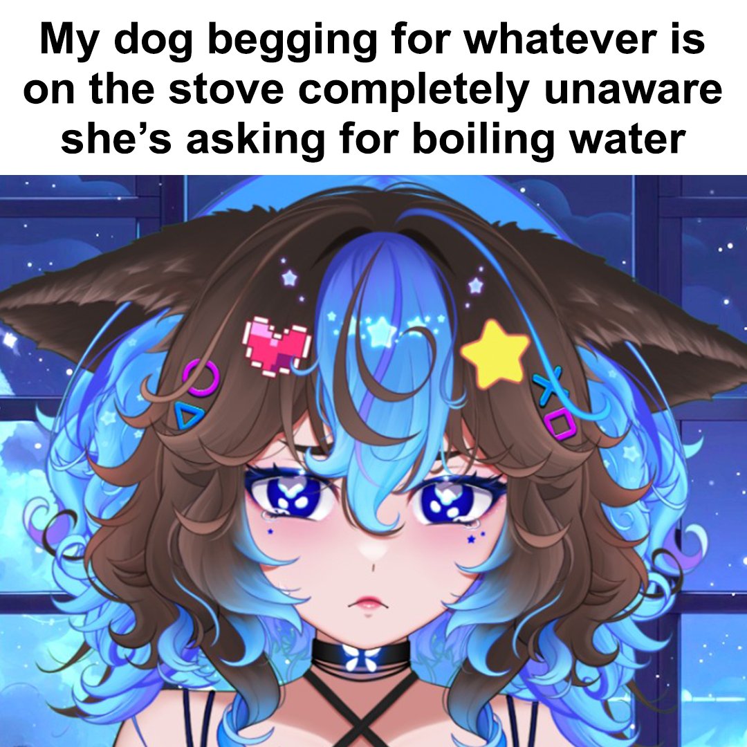 DipperDog tweet media