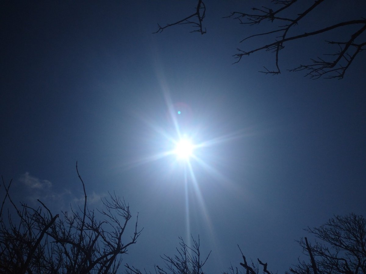 キセキれいたん🐦️🌞 tweet media