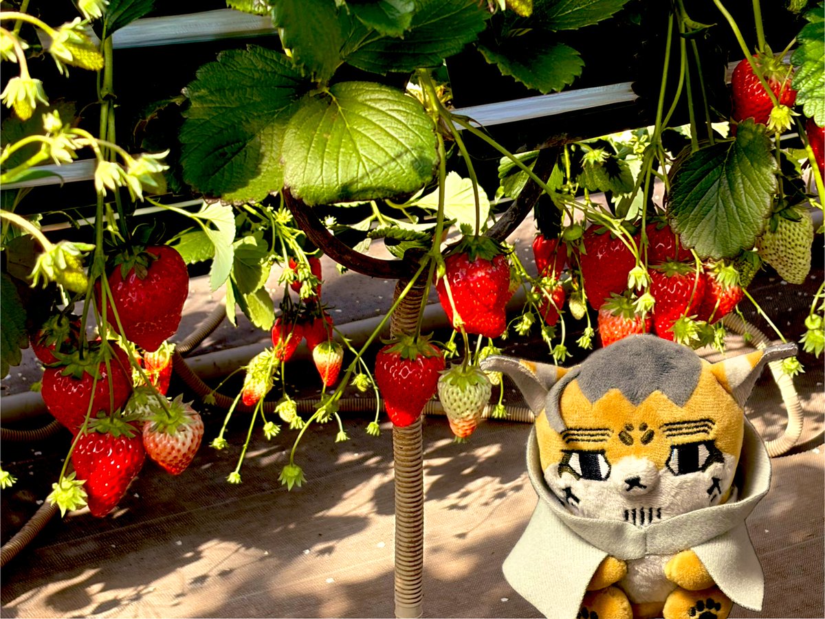 🍓狩りだぜ
🐨の鼻ぐらい大きかったぜ