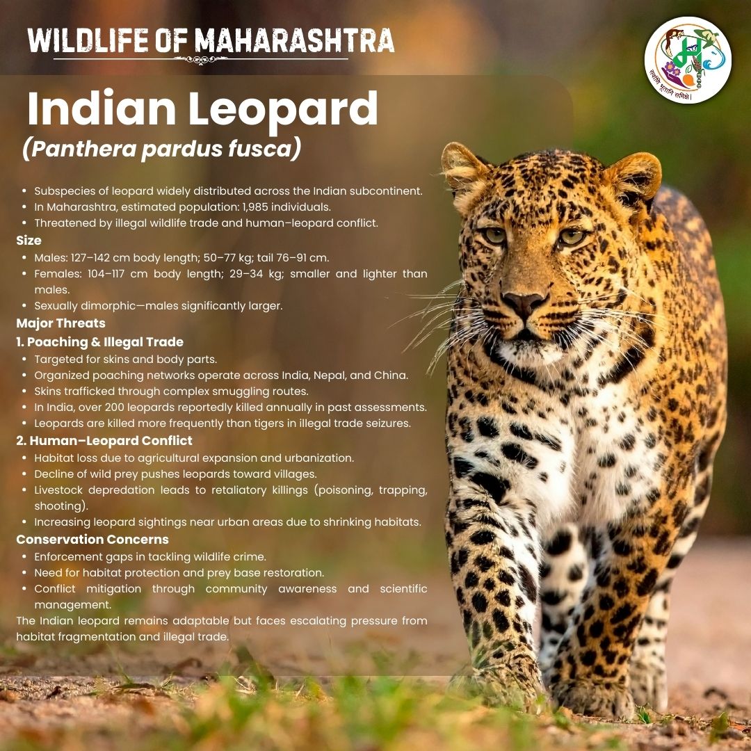 maharashtrasbb's tweet photo. Elusive and adaptable, the Indian Leopard thrives across Maharashtra’s diverse landscapes.
A symbol of strength and coexistence, it reflects the resilience of our wildlife.
Safeguarding its habitat secures the future of many species.
#IndianLeopard #BigCatConservation https://t.co/g6HHjpy320