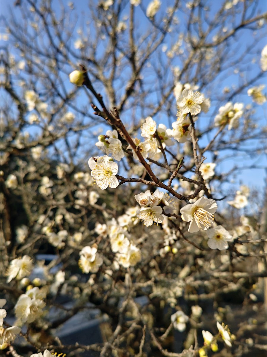 hitomihcx's tweet photo. Tenryu temple/天龍寺/2026.02.14
#Kyoto #京都 #arashiyama #嵐山
#TenryuTemple #天龍寺
#NearbyTemple #近所の寺
#WorldHeritage #世界遺産
#NearbyWorldHeritage #近所の世界遺産
#Nandina #南天 #ナンテン
#PlumBlossom #梅 https://t.co/Da2zCEJENB