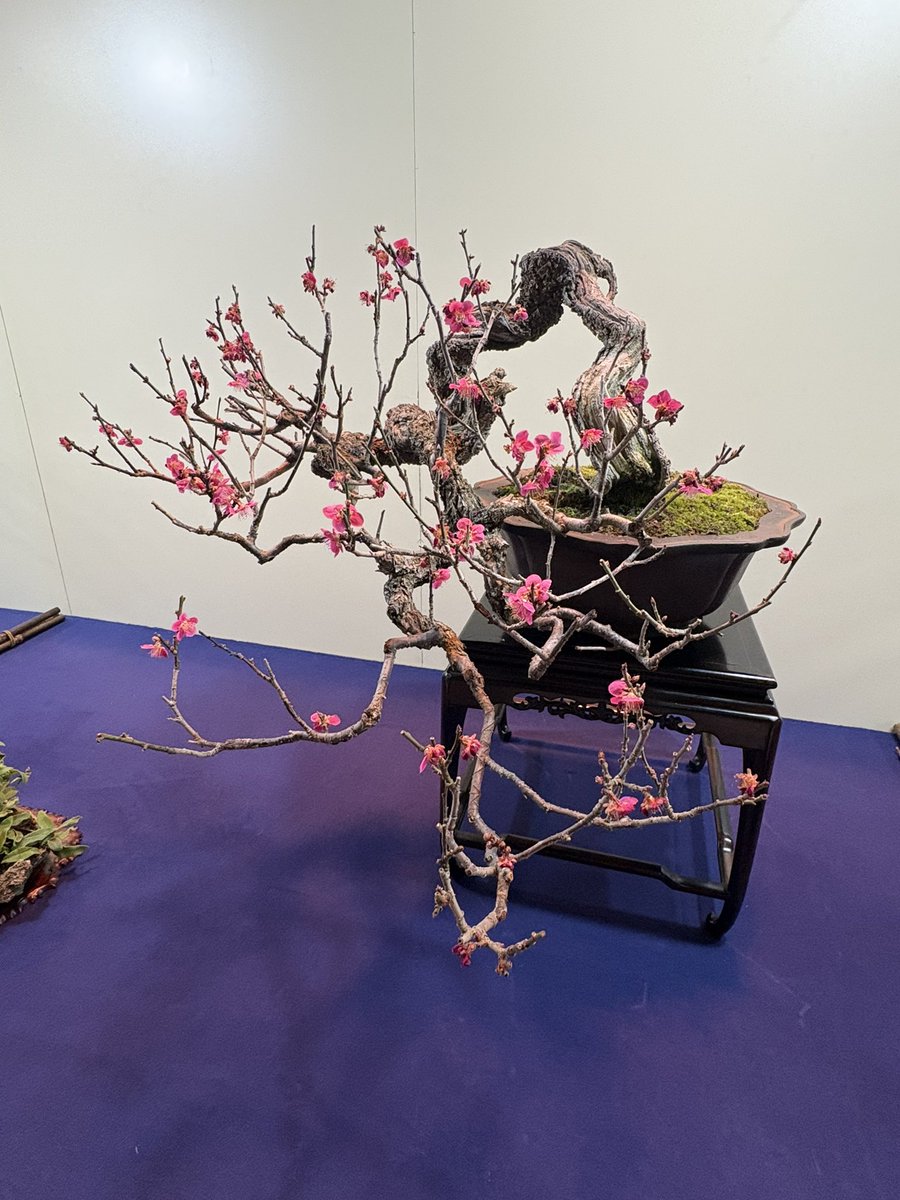国風盆栽展、とんでもなく良かった…… クラシックな黒松も、前衛的な真