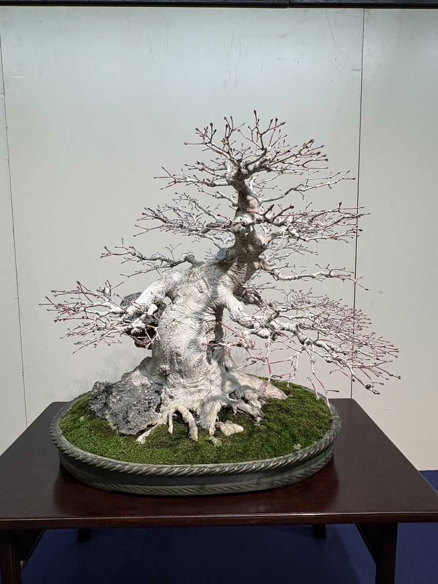 国風盆栽展、とんでもなく良かった…… クラシックな黒松も、前衛的な真