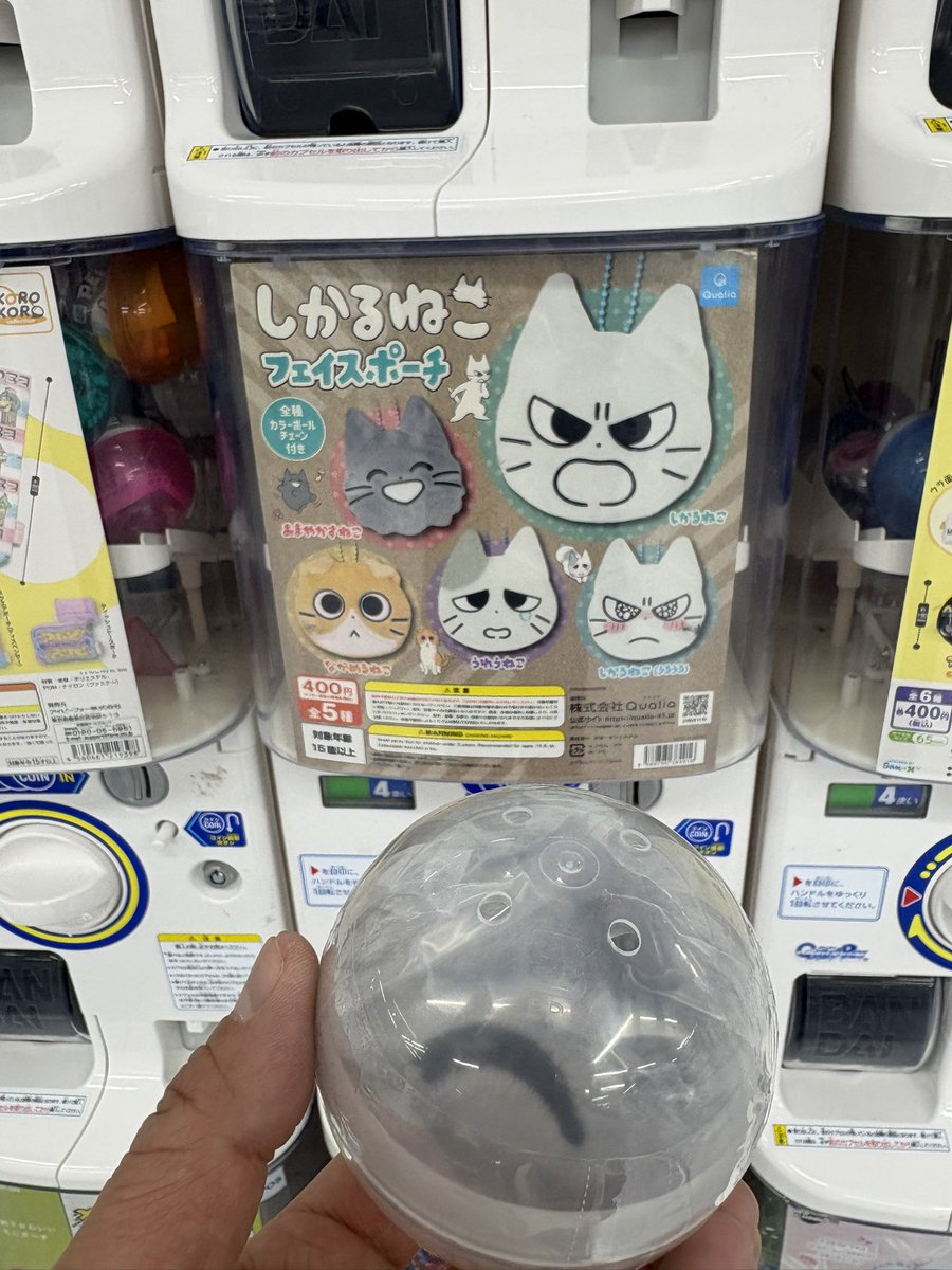 実家対応の為に来福中、早速博多ヨドバシにてしかるねこ発見！ この