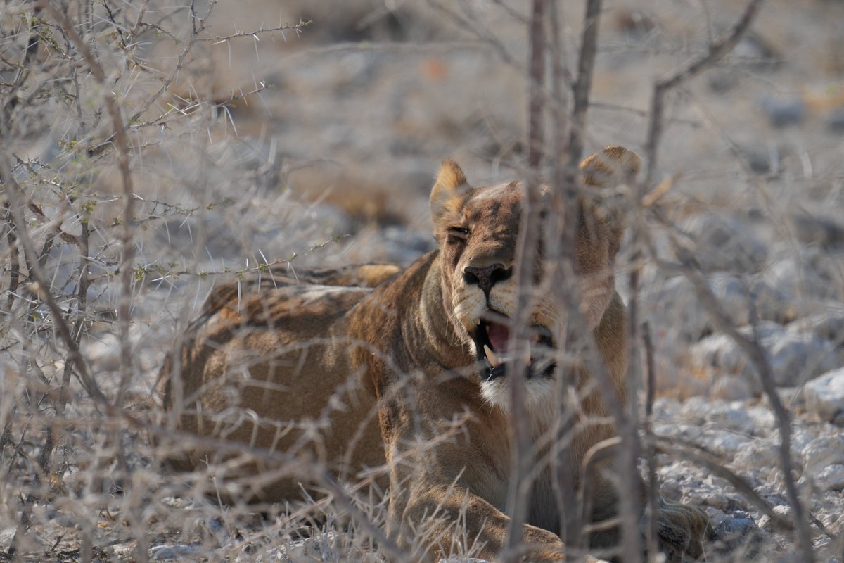 madbookings's tweet photo. Lion prides in Etosha range from 4-25 members, with cubs born in hidden thickets and nursed communally, and they can survive days without food by conserving energy.   #namibia #etosha #lion #safari #travel #wildlife #traveller #visitnamibia #africansafari #explore #madbookings https://t.co/NVyK1uEDk1