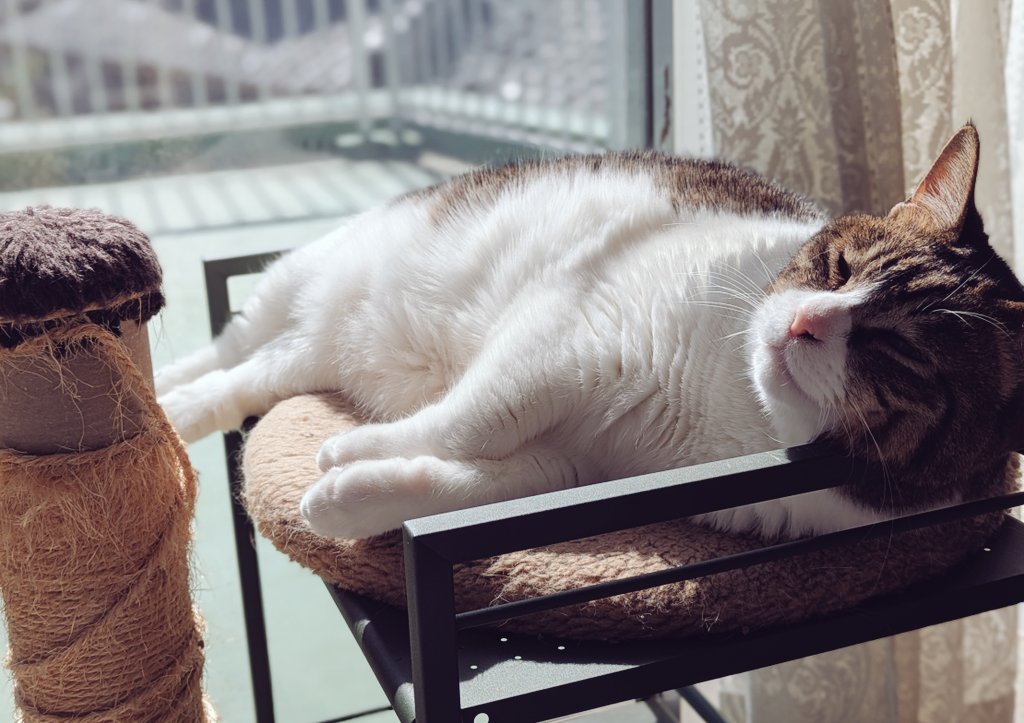 日干しキャット
人は程よい布など思案中🧎💭
