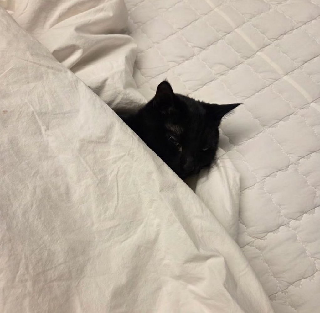 La manera en cómo literalmente Yoongi arropó y abrigó a su hijo gatuno, TANGIE SACA SU LADO CAT LOVER, que Yoongi tenga un gatito es lo mejor que nos pudo pasar 😭😭😭