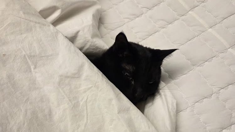 ยุนกิมาลงรูปทังงี่ในไอจี 😭🐈‍⬛