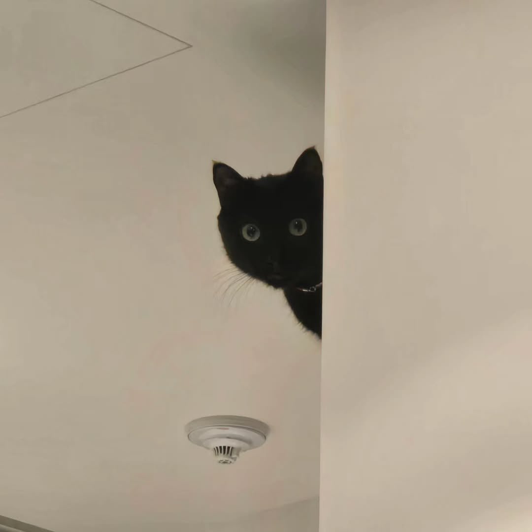 คนที่คลั่งรักน้องแมวมากที่สุด :

จากคลังรูปที่อาร์มี่สังเกตเจอ สู่การเปิดตัวผ่านไลฟ์คนดูเป็นล้านล่าสุดลงไอจีเต็มไปด้วยเจ้าทังงี่เรียบร้อย หนุ่มตี๋ที่รักแมวมากที่สุด