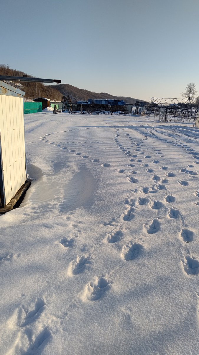 0725_katsushin's tweet photo. 幕別町畑にこんな足跡🐾縦３０cmもあった‼️なんの足跡??もしかしてクマ⁉️🧸誰か教えて下さい
#幕別町 
#クマ
#足跡 https://t.co/BYN65kN7wM