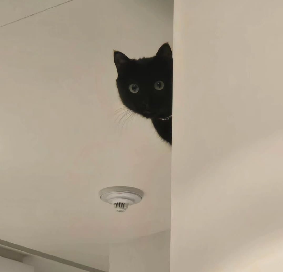 btschartsdailyc's tweet image. #SUGA via Instagram Post 💜

instagram.com/p/DU2Xc_ViRBa/…