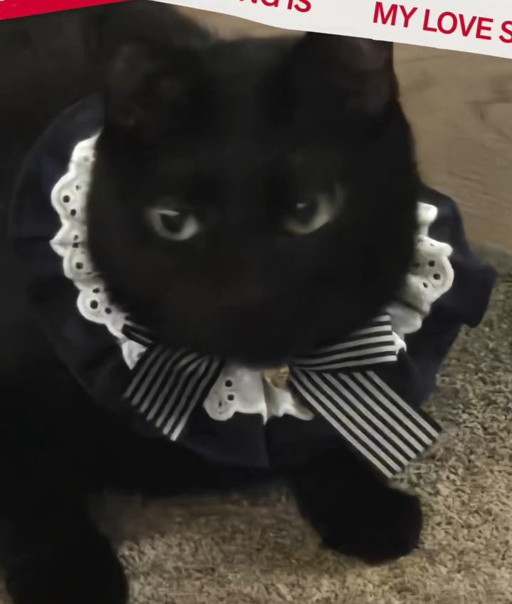 offon_of's tweet image. 이 정도면 탕이가 활동하는 거 아닌가요