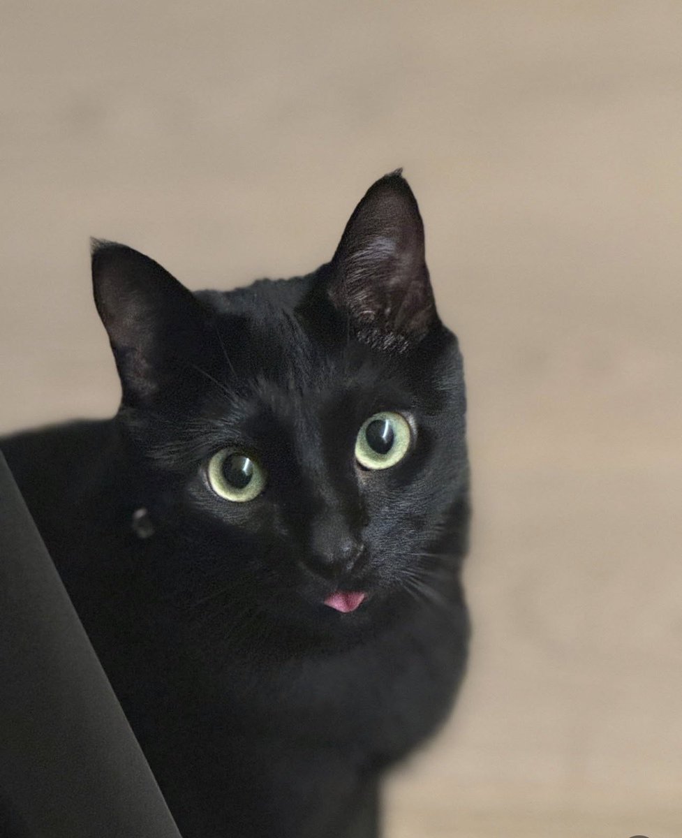 agustd | Instagram

Yoongi share photos of Tang 😭😭🐈‍⬛😻