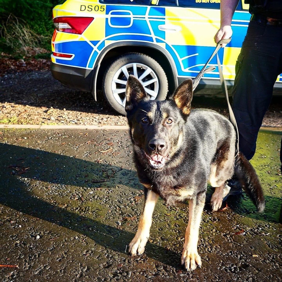 IOM Shepherds tweet media