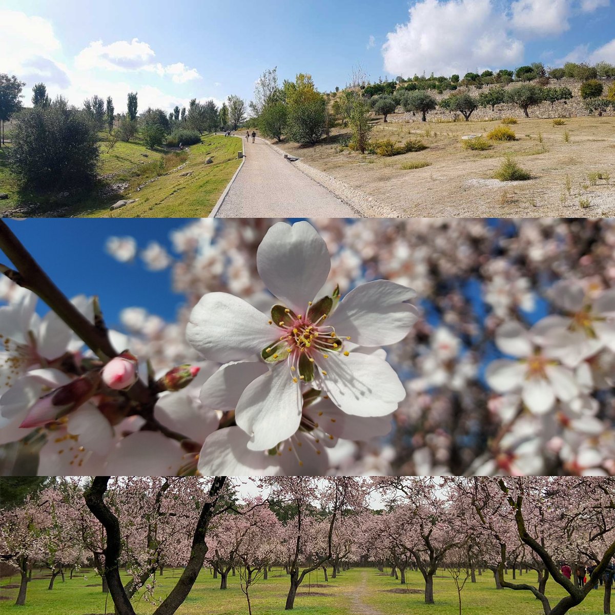 visitarb's tweet photo. Parque Forestal de Valdebebas + Quintas de Los Molinos y Torre Arias - https://t.co/gW7C1BsNMr https://t.co/2iiSPtxGO4