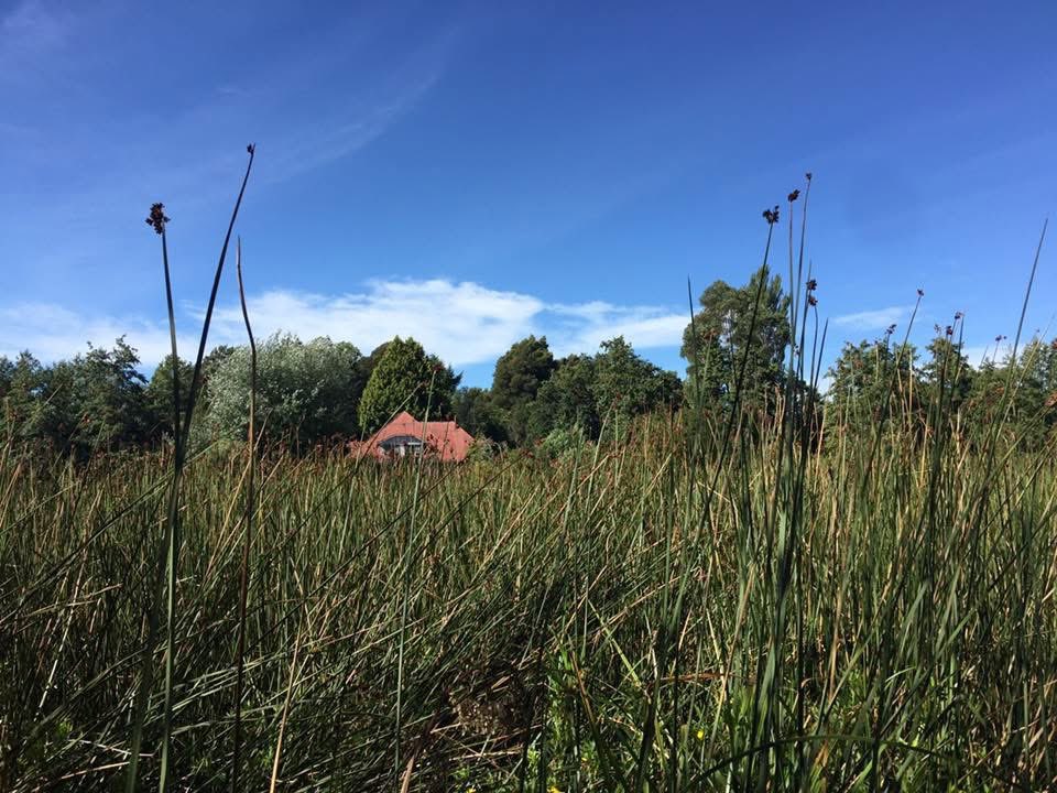En esa capa en que el alma es libre libre amor, te cuelas. Llegas vestido de gala, todos nos sonríen y bendicen. Caminamos juntos, en el ritmo de algo más grande que ambos. 

Construimos una casa de madera en una loma verde, hacemos té y te veo acariciar la cabeza de nuestro