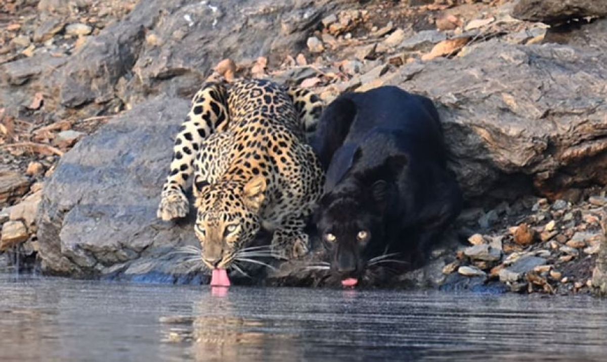 ヒョウとクロヒョウが仲良く並んで水を飲む姿をインドでの保護区で激写
karapaia.com/archives/58541…

インド南西部、カルナータカ州にあるバドラ・トラ保護区で、ヒョウとクロヒョウが並んで水を飲む姿が撮影された。本来は単独で行動するはずのヒョウが…