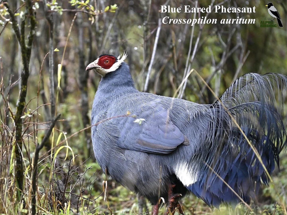 AlpinebirdingT's tweet photo. Happy Chinese New Year of the Horse! These four eared-pheasants are endemic to China, and their chinese name called "马鸡 horse-pheasants" because their tail feathers look just like a horse’s tail.

#ChineseNewYear 
#birding
#birds
#birdwatching https://t.co/hT9XaQrYDr