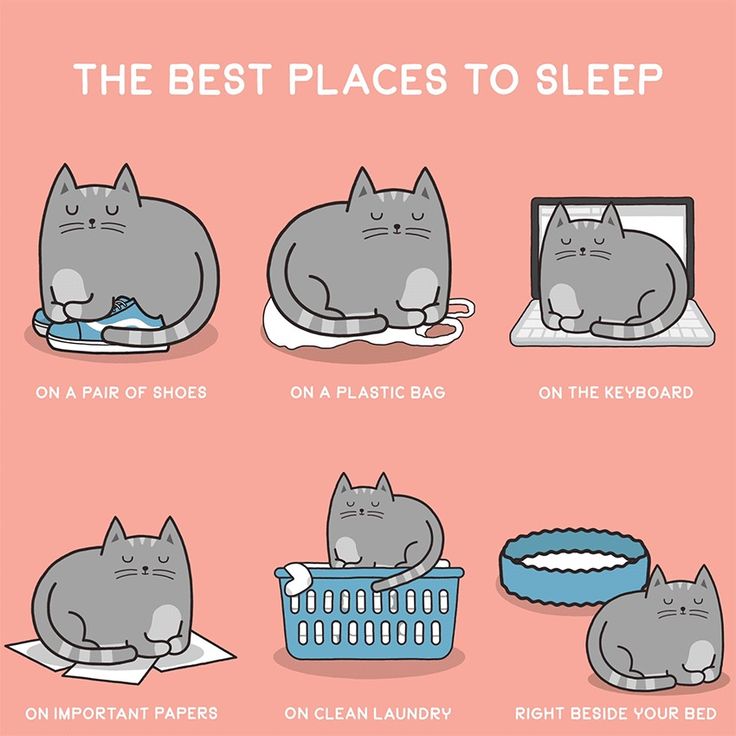 😻😻 (@kittenhideout) on Twitter photo 