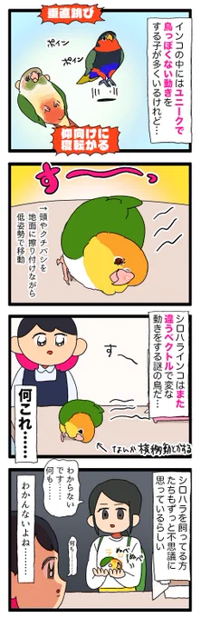 シロハラインコ、おもしれー鳥……🤔💭

2257 #えるポピの絵日記かくところ 