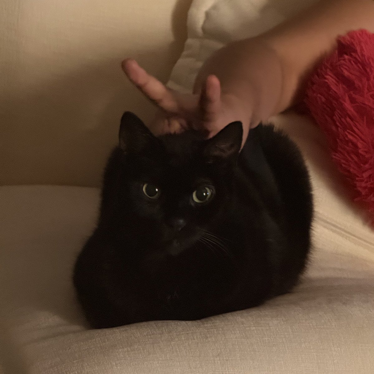 GOT EM ‼️‼️‼️‼️