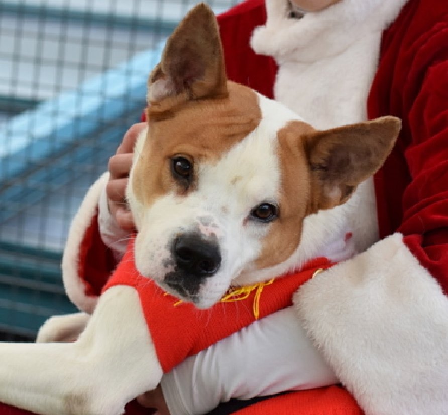 CharBolen's tweet image. #DogOfTheDay ♥️
CLOVE ♥️  #242683  5yr old Boy ♥️#Nycacc
Waiting for a loving home for 80 long days!!
Absolutely beautiful boy very sweet and loving.
In the Shelter Scholar Prgm! Came a long way 
adjusting to the shelter.. waiting to be loved and 
wanted..
#Adopt #Foster #Pledge