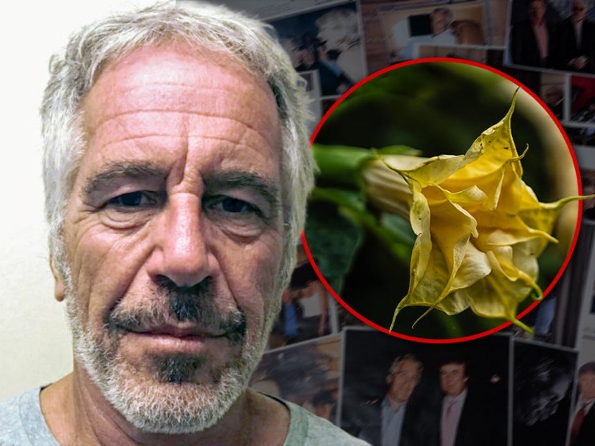 🇺🇸 | Jeffrey Epstein podría haber tenido una colección de plantas altamente venenosas conocidas por producir una droga que bloquea el libre albedrío en sus víctimas, según correos electrónicos recientemente descubiertos en el último volcado de documentos de los Archivos Epstein.